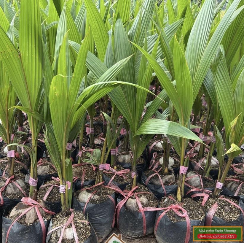 cây dừa xiêm đỏ lùn giống (2)
