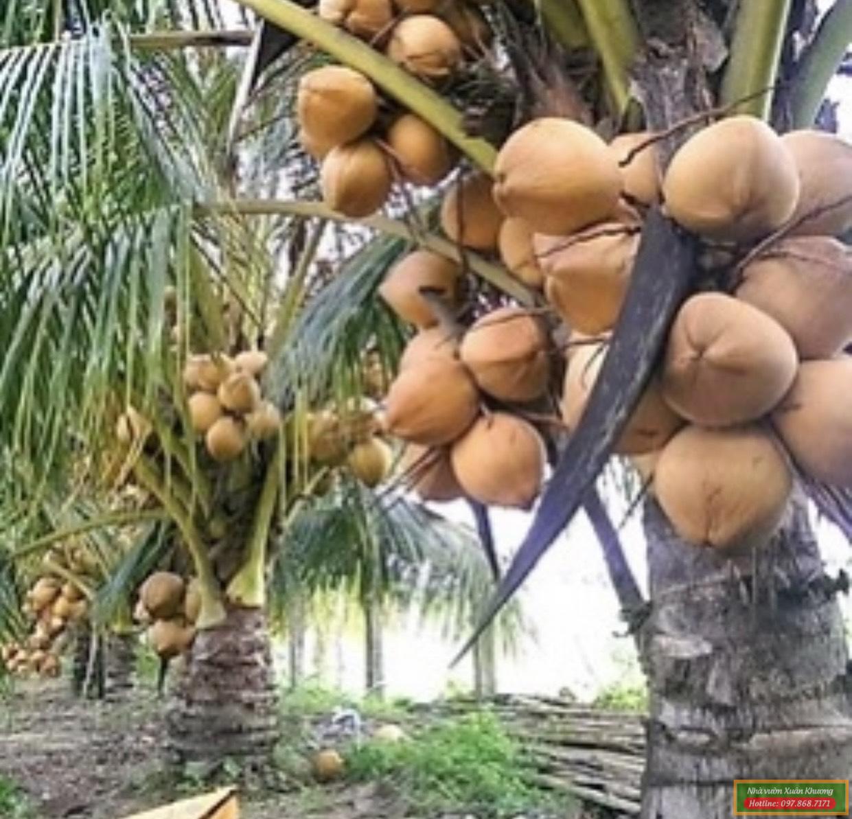 cây dừa xiêm đỏ lùn