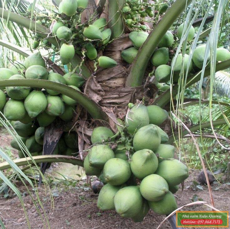 cây dừa xiêm xanh lùn