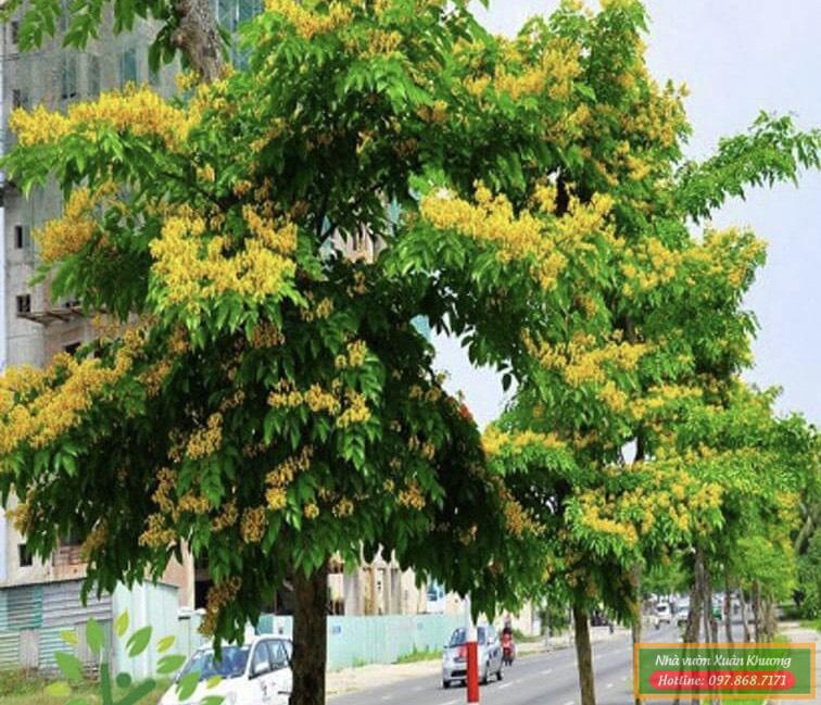 cây giáng hương (1)