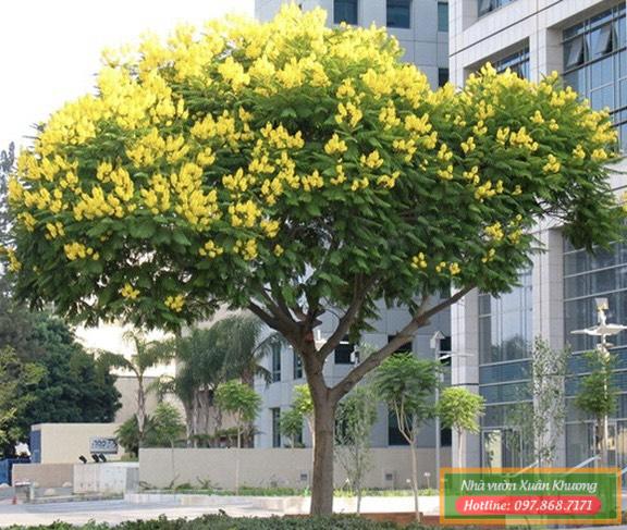 cây giáng hương (2)