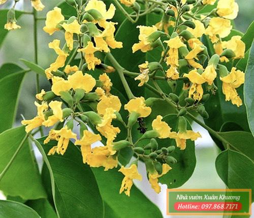 cây giáng hương (3)