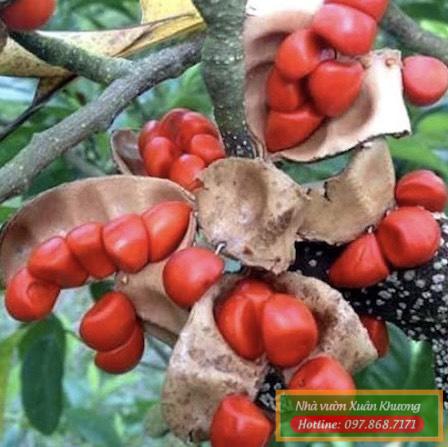 cây giổi xanh