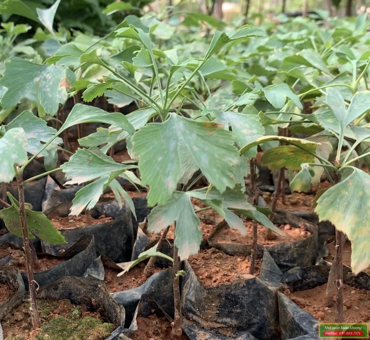 cây giống bạch quả