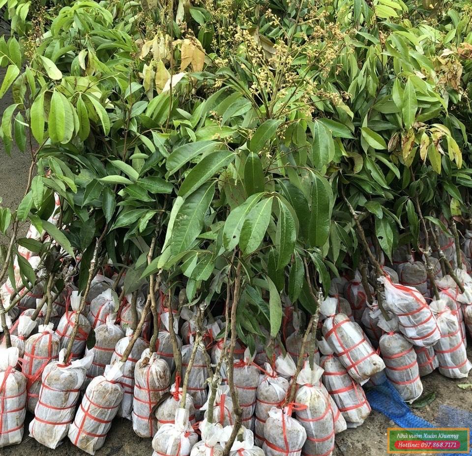 cây giống vải không hạt