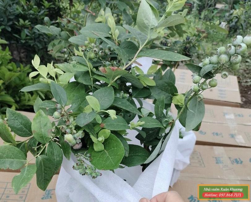 cây giống việt quất tứ quý