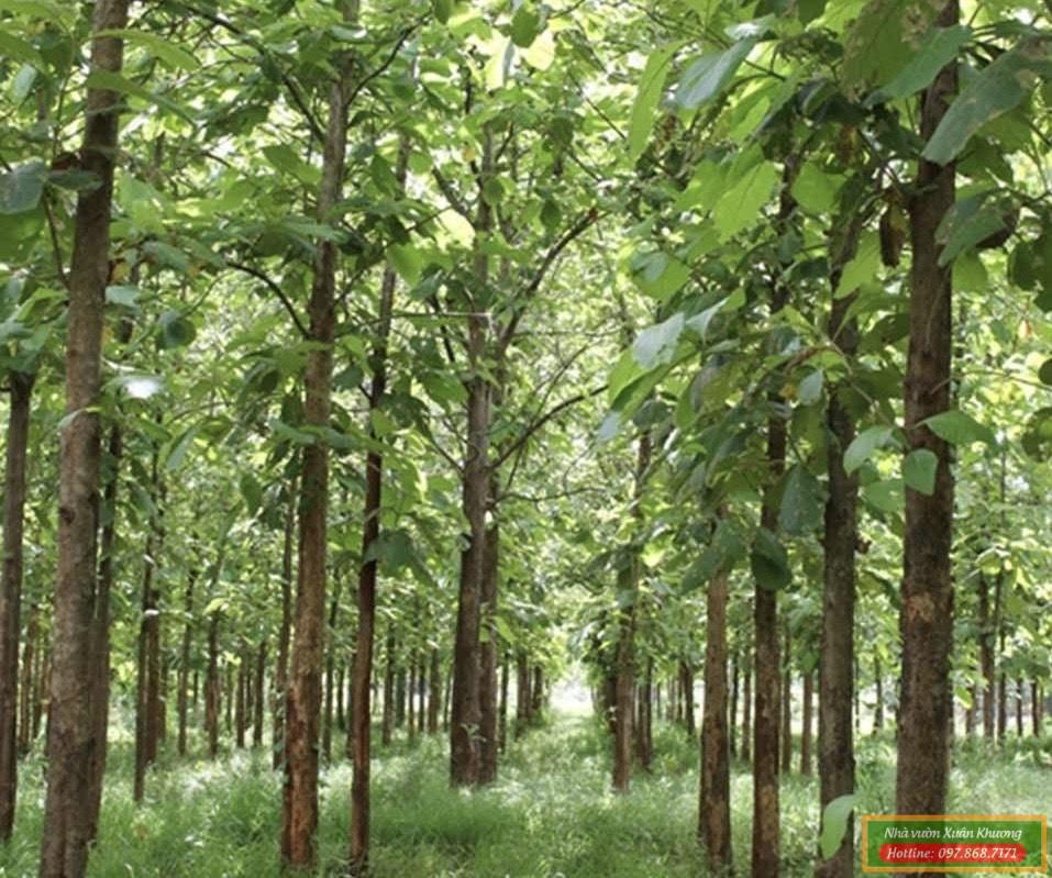 cây gỗ tếch (1)