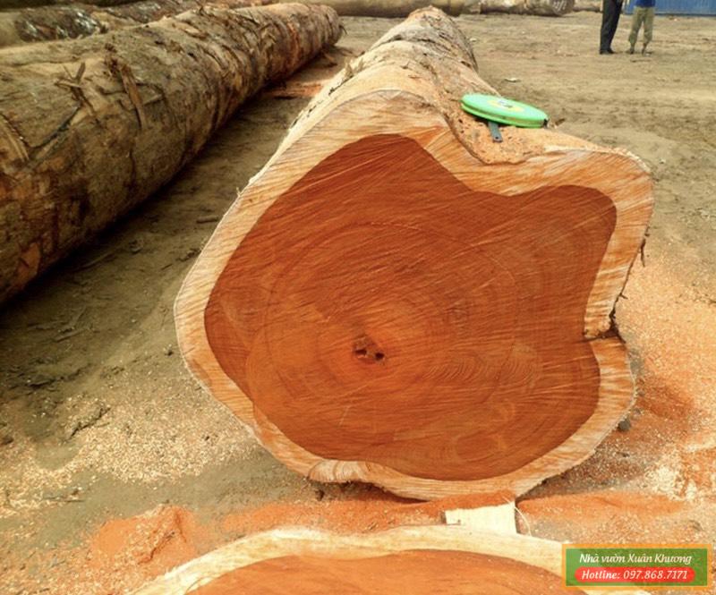 cây gỗ tếch (2)