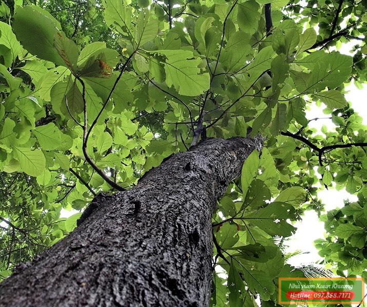 cây gỗ tếch (3)