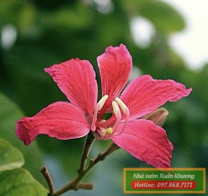 cây hoa ban đỏ (1)