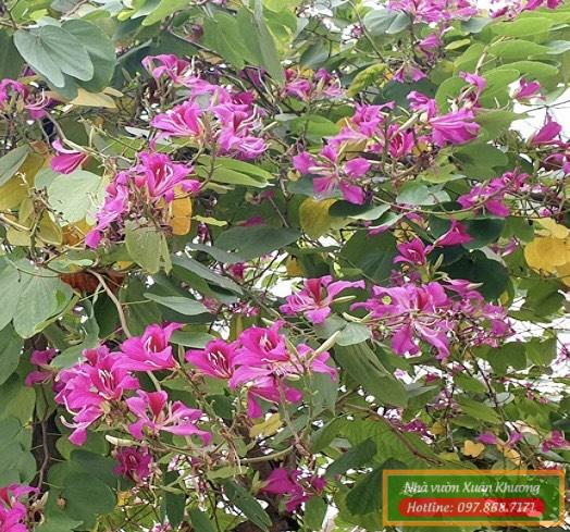 cây hoa ban đỏ (3)