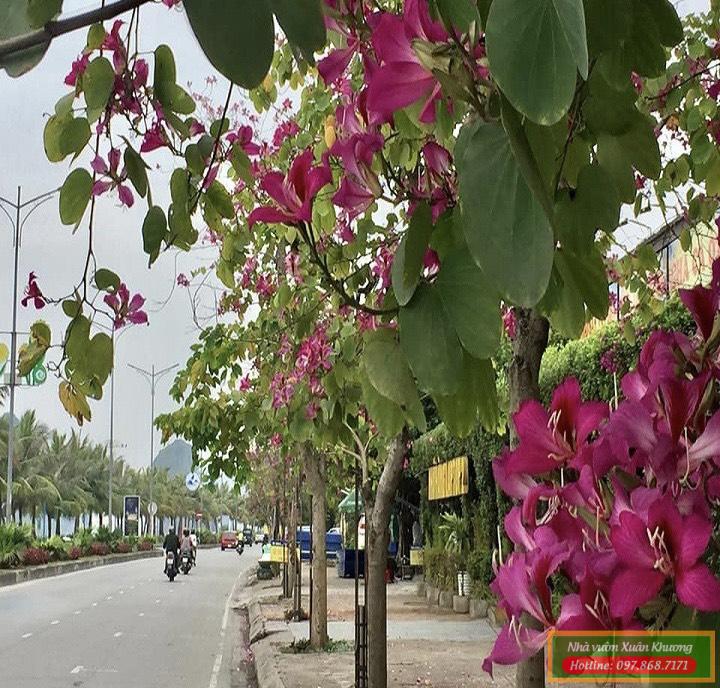 cây hoa ban đỏ (4)