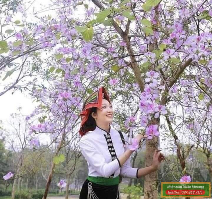 cây hoa ban trắng tây bắc