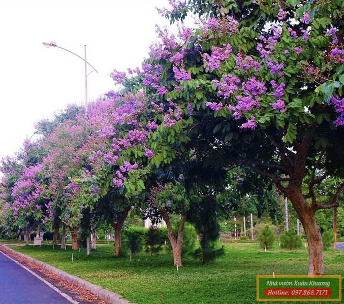 cây hoa bằng lăng (1)