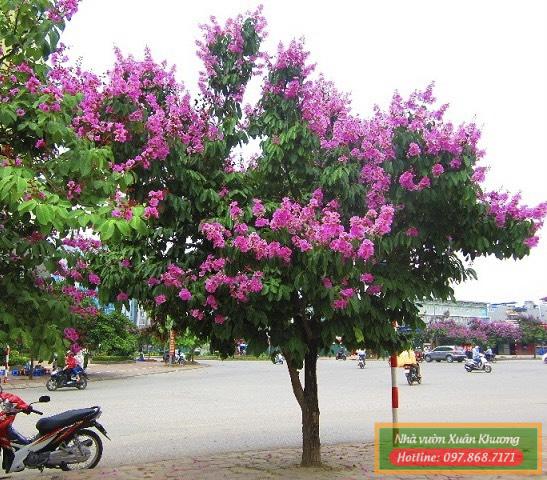 cây hoa bằng lăng (2)