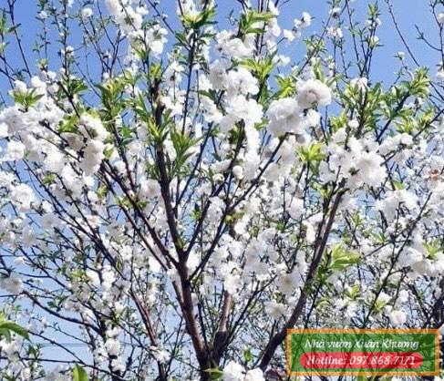 cây hoa đào bạch (1)