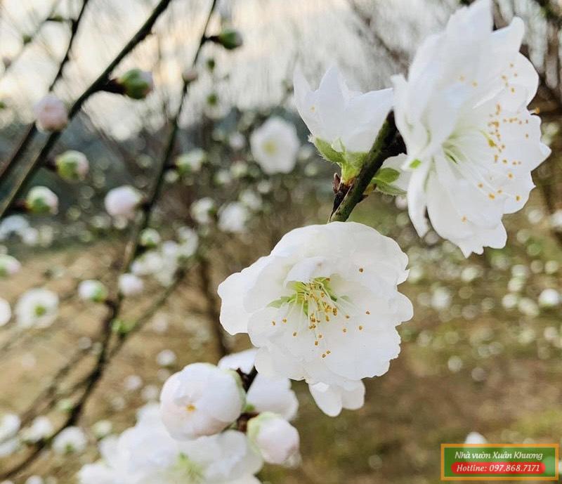 cây hoa đào bạch (2)