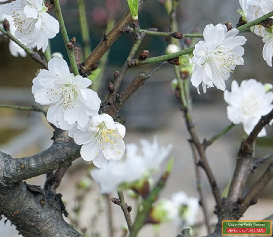 cây hoa đào bạch (4)
