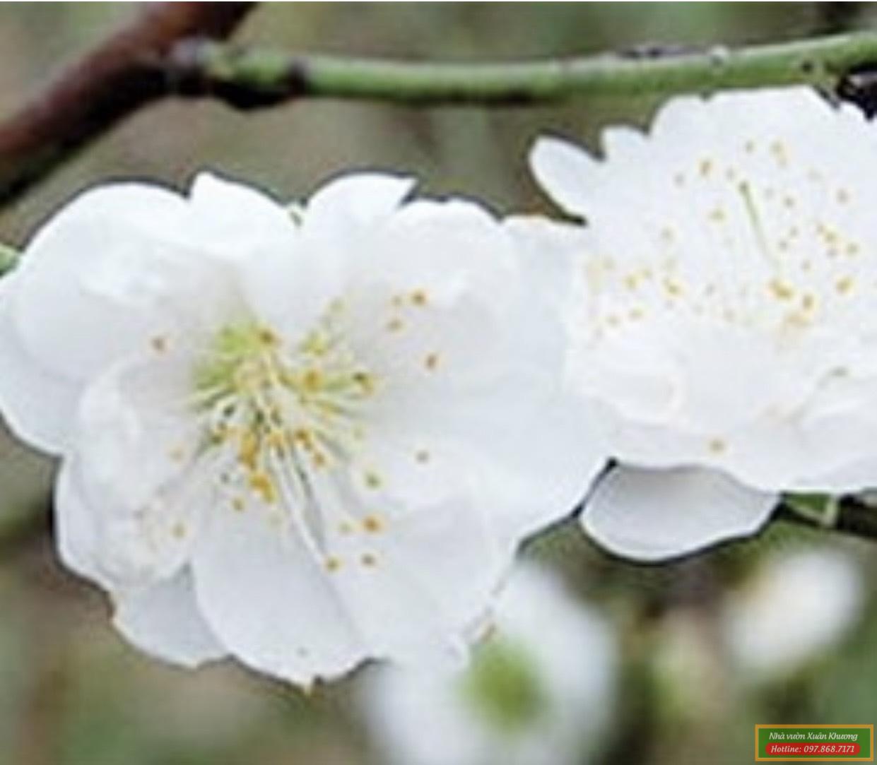 cây hoa đào bạch