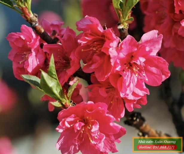 cây hoa đào bích (2)