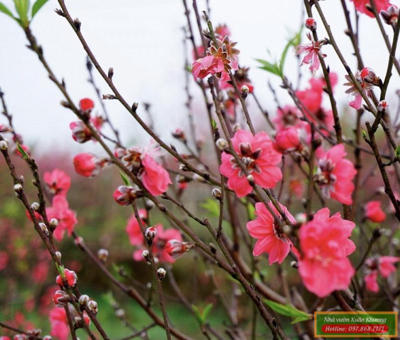 cây hoa đào bích (3)