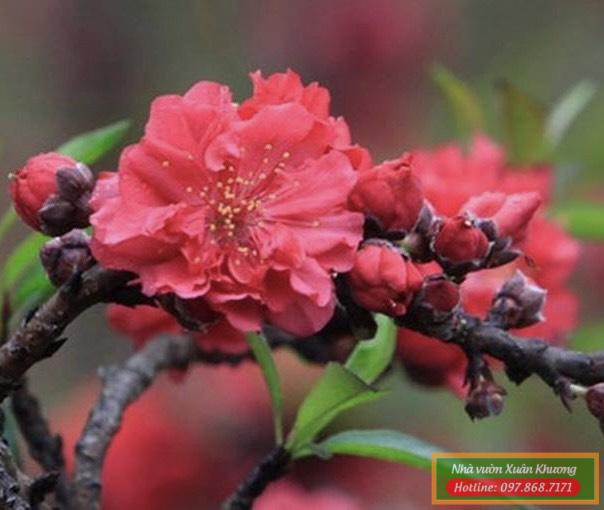 cây hoa đào bích (4)