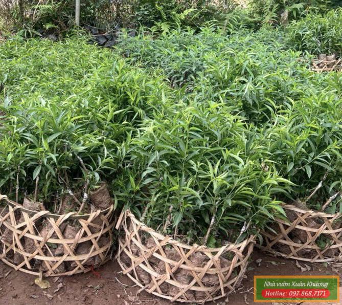 cây hoa đào giống