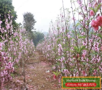 cây hoa đào phai (3)