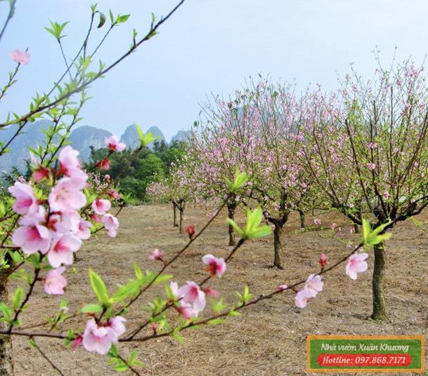 cây hoa đào phai (4)