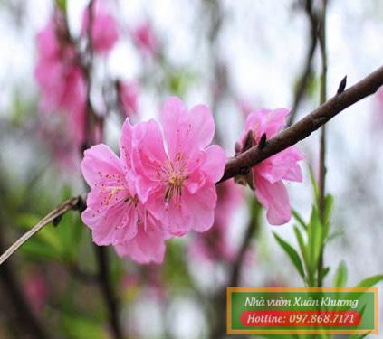 cây hoa đào phai (5)