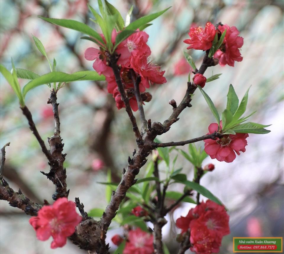 cây hoa đào thất thốn (1)