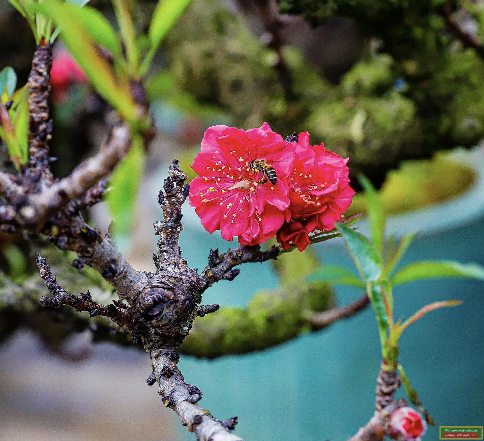 cây hoa đào thất thốn (2)