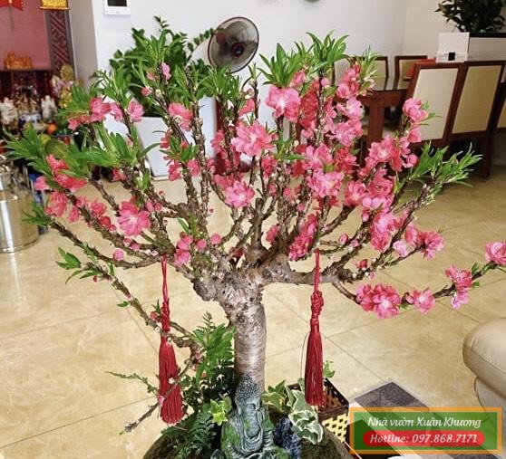 cây hoa đào thất thốn (3)