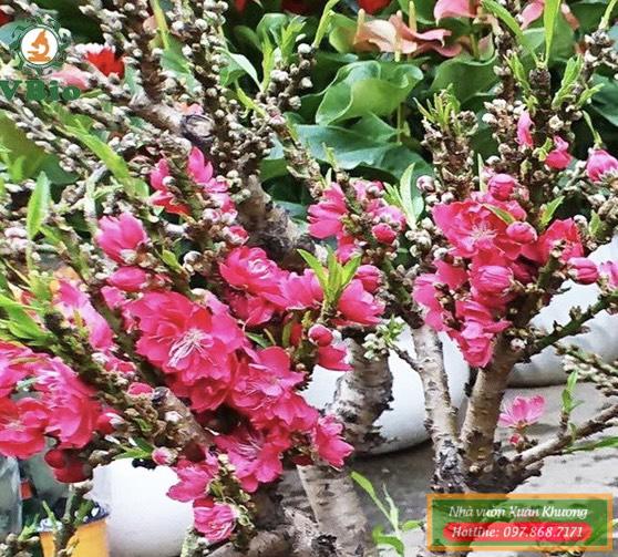 cây hoa đào thất thốn (4)