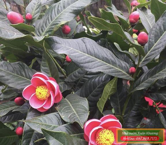 cây hoa hải đường (1)