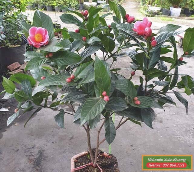 cây hoa hải đường (3)