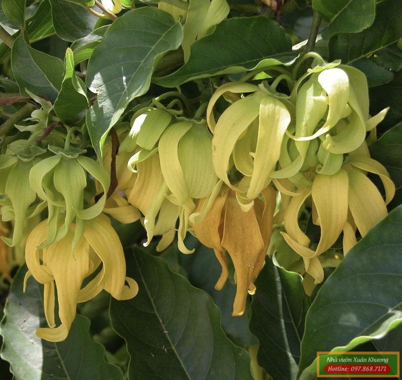 cây hoa hoàng lan (1)