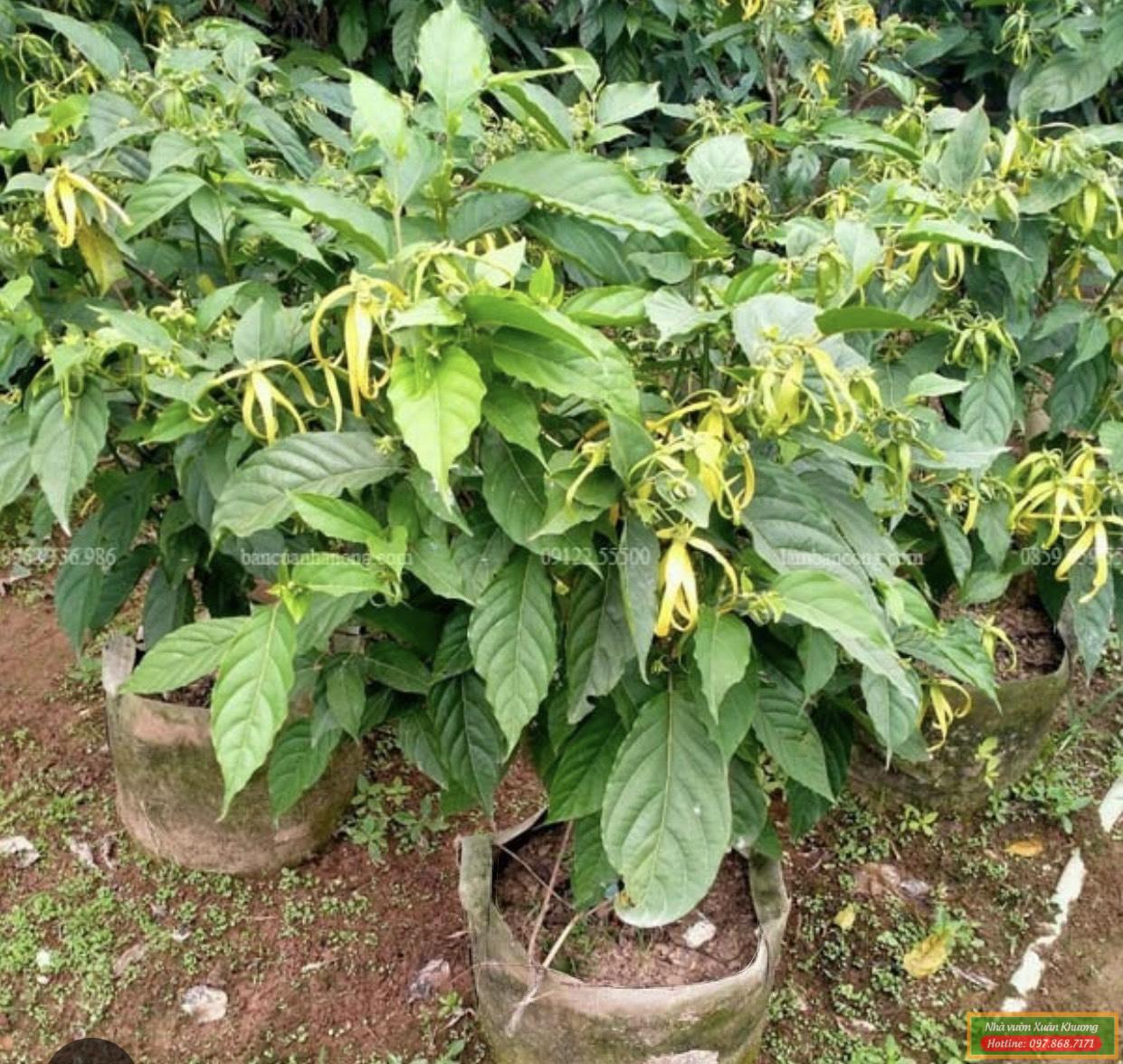 cây hoa hoàng lan (2)