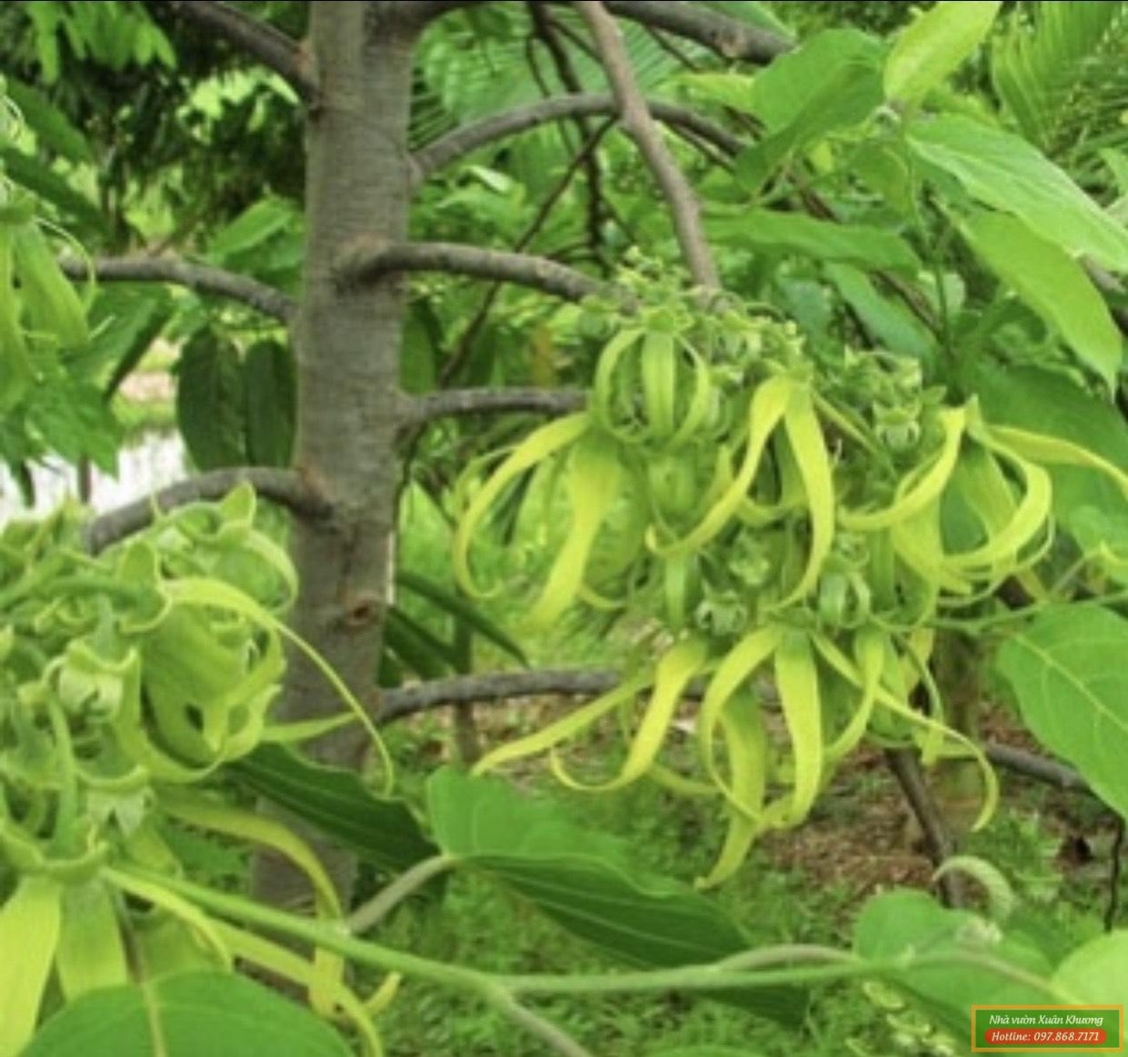 cây hoa hoàng lan (3)