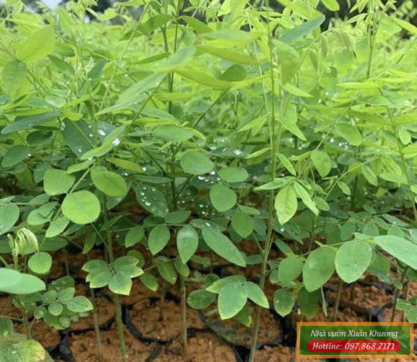 cây hoa hòe giống