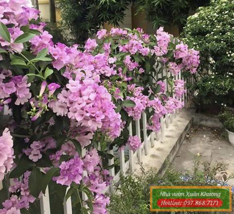 cây hoa lan tỏi (1)