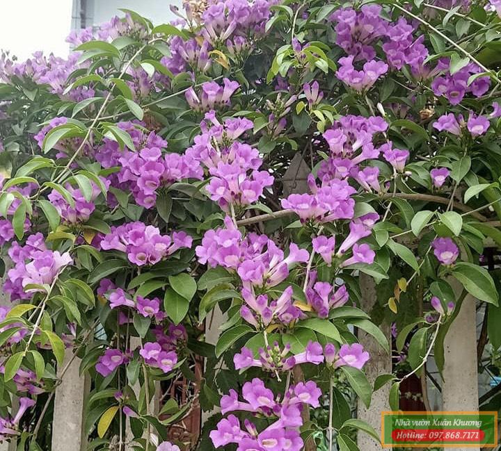 cây hoa lan tỏi (2)