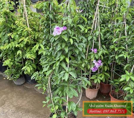 cây hoa lan tỏi giống