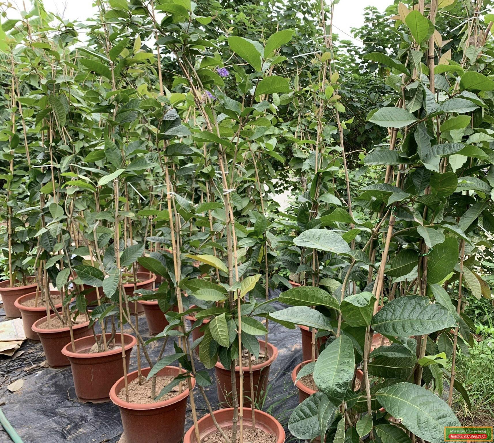 cây hoa mai xanh giống