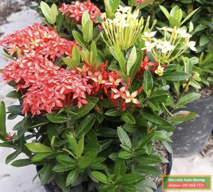 cây hoa mẫu đơn (1)