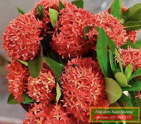 cây hoa mẫu đơn (2)