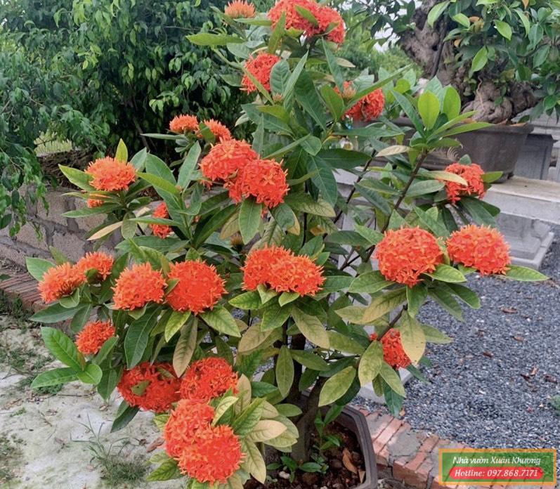 cây hoa mẫu đơn (5)