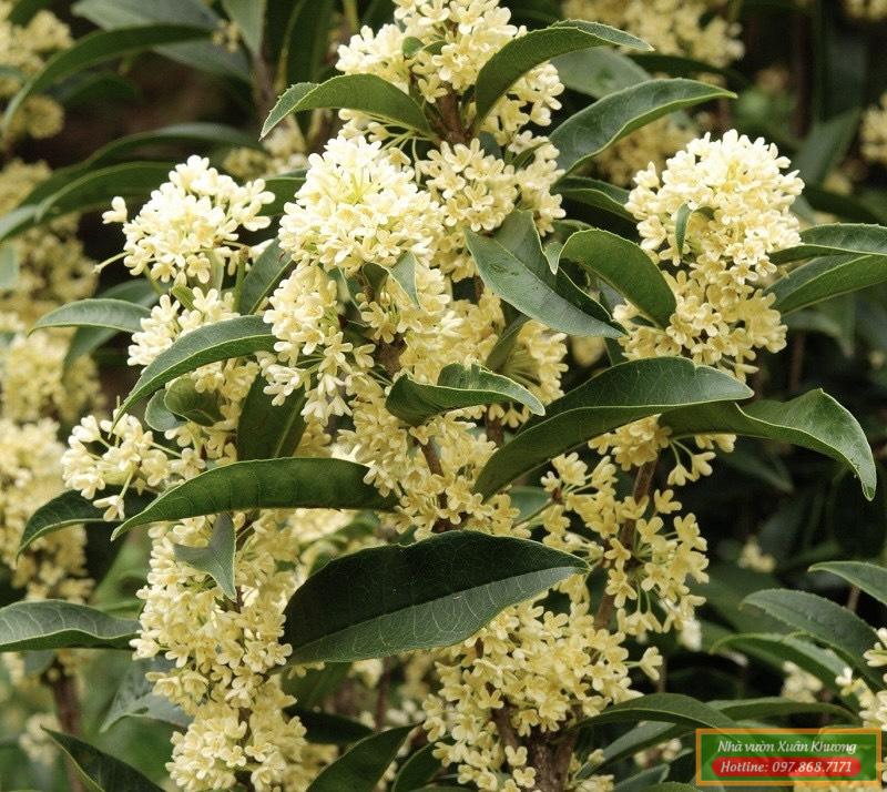 cây hoa mộc hương (1)