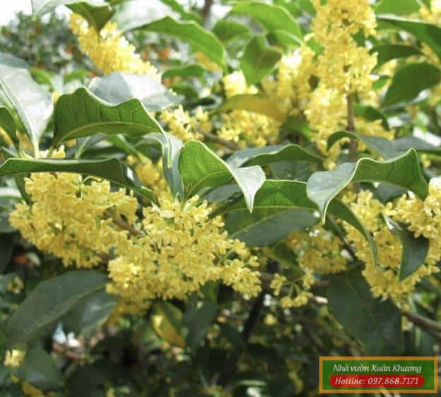 cây hoa mộc hương (3)