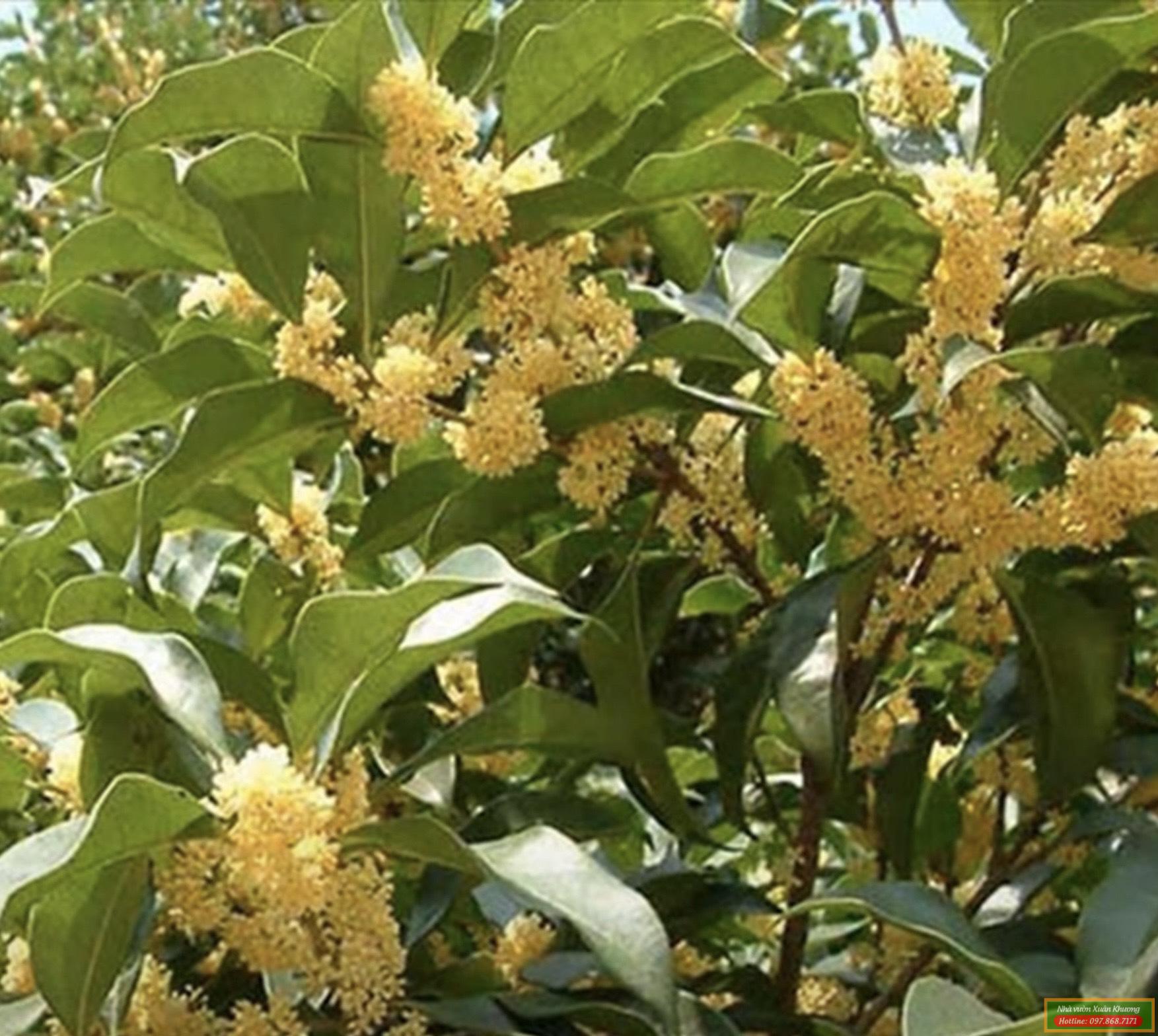 cây hoa mộc hương (4)